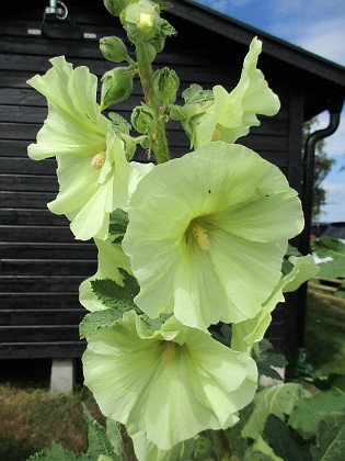 Stockros  
                                 
2019-07-10 Stockros_0087  
Granudden  
Färjestaden  
Öland