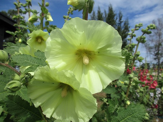 Stockros  
                                 
2019-07-10 Stockros_0089  
Granudden  
Färjestaden  
Öland