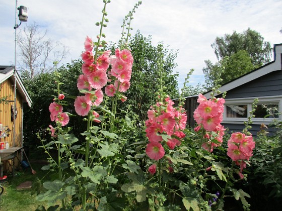 Stockros  
                                 
2019-07-10 Stockros_0090  
Granudden  
Färjestaden  
Öland