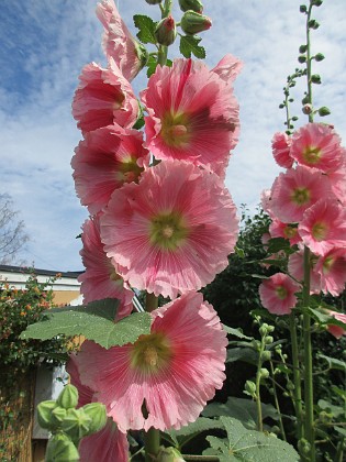 Stockros  
                                 
2019-07-10 Stockros_0092  
Granudden  
Färjestaden  
Öland