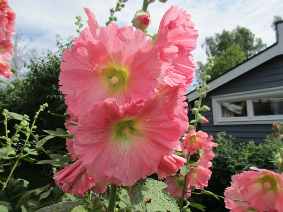 Stockros  
                                 
2019-07-10 Stockros_0094  
Granudden  
Färjestaden  
Öland