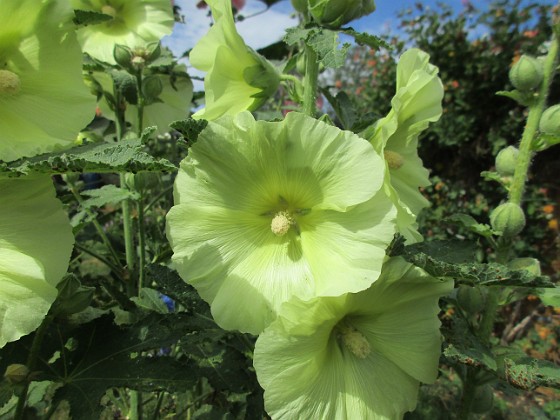 Stockros  
                                 
2019-07-10 Stockros_0098  
Granudden  
Färjestaden  
Öland