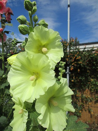 Stockros  
                                 
2019-07-10 Stockros_0099  
Granudden  
Färjestaden  
Öland