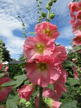 Stockros  
                                 
2019-07-10 Stockros_0101  
Granudden  
Färjestaden  
Öland