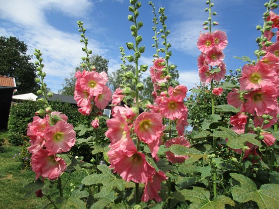 Stockros  
                                 
2019-07-10 Stockros_0103  
Granudden  
Färjestaden  
Öland