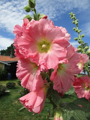 Stockros  
                                 
2019-07-10 Stockros_0104  
Granudden  
Färjestaden  
Öland