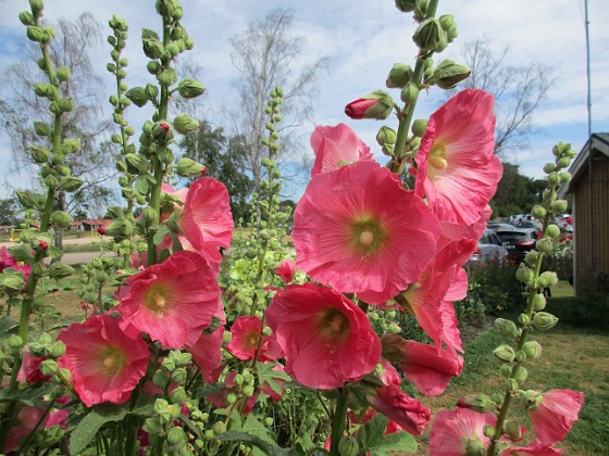 Stockros  
                                 
2019-07-10 Stockros_0110  
Granudden  
Färjestaden  
Öland