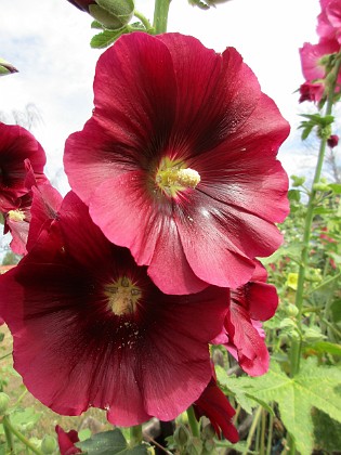 Stockros  
                                 
2019-07-10 Stockros_0112  
Granudden  
Färjestaden  
Öland