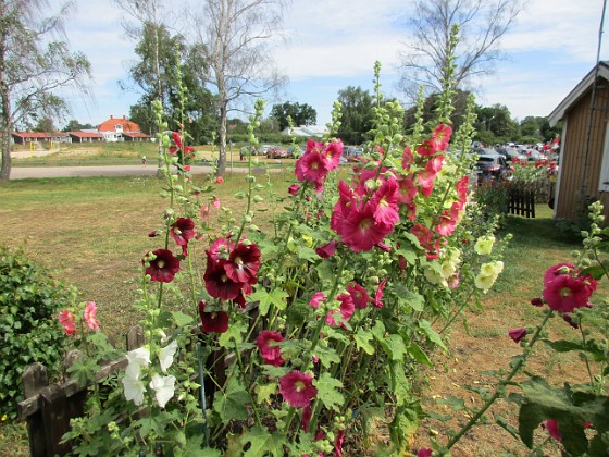 Stockros  
                                 
2019-07-10 Stockros_0113  
Granudden  
Färjestaden  
Öland