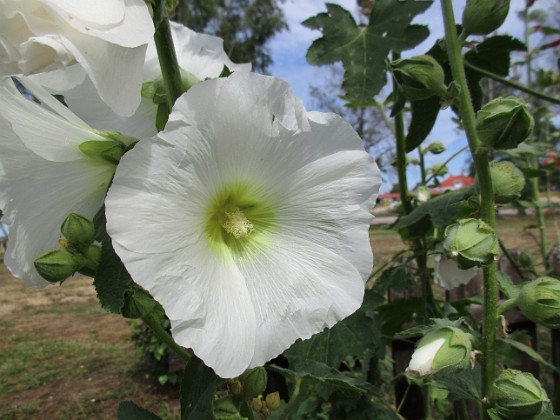 Stockros  
                                 
2019-07-10 Stockros_0115  
Granudden  
Färjestaden  
Öland