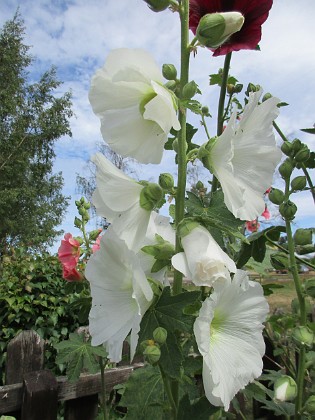 Stockros  
                                 
2019-07-10 Stockros_0116  
Granudden  
Färjestaden  
Öland