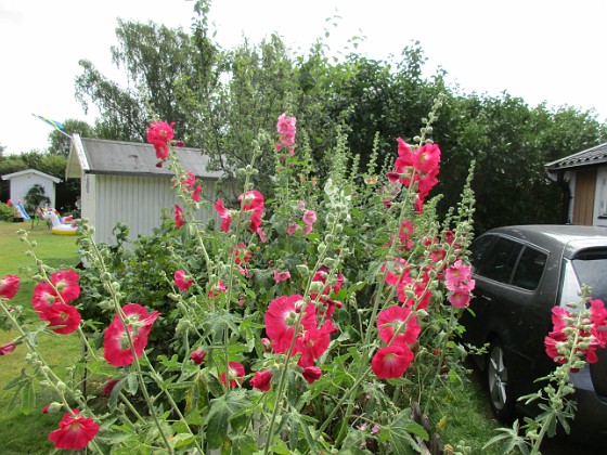 Stockros  
  
2019-07-10 Stockros_0127  
Granudden  
Färjestaden  
Öland