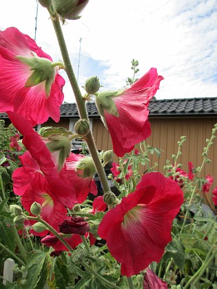 Stockros  
                                 
2019-07-10 Stockros_0128  
Granudden  
Färjestaden  
Öland