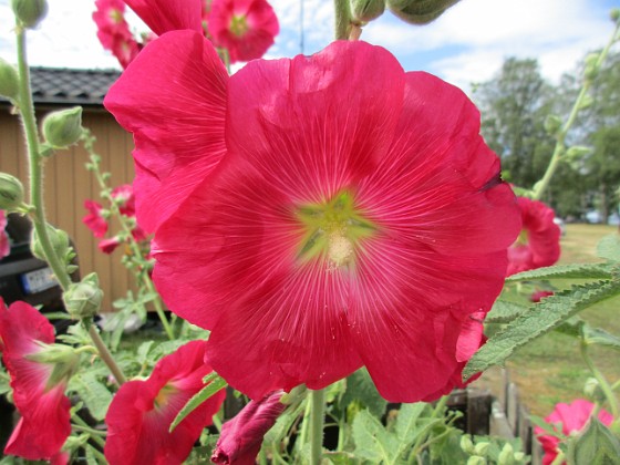 Stockros  
                                 
2019-07-10 Stockros_0129  
Granudden  
Färjestaden  
Öland