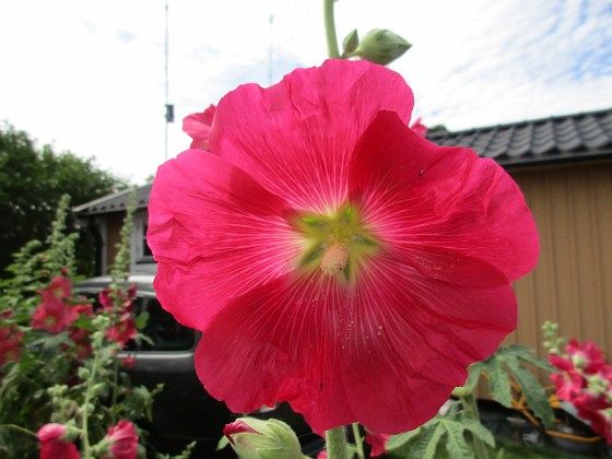 Stockros  
                                 
2019-07-10 Stockros_0130  
Granudden  
Färjestaden  
Öland