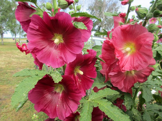 Stockros  
                                 
2019-07-10 Stockros_0136  
Granudden  
Färjestaden  
Öland