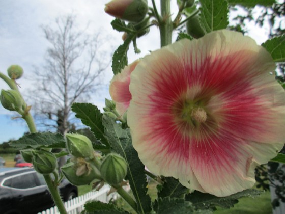 Stockros  
                                 
2019-07-10 Stockros_0139  
Granudden  
Färjestaden  
Öland