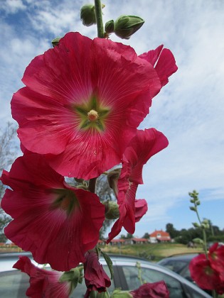 Stockros  
                                 
2019-07-10 Stockros_0142  
Granudden  
Färjestaden  
Öland