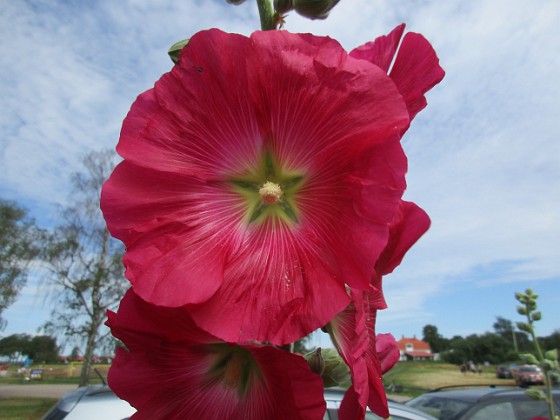 Stockros  
                                 
2019-07-10 Stockros_0143  
Granudden  
Färjestaden  
Öland