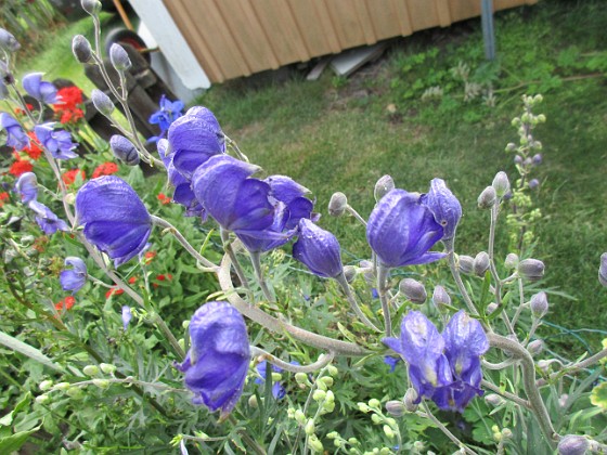                                  
2019-07-10 Stormhatt_0126  
Granudden  
Färjestaden  
Öland