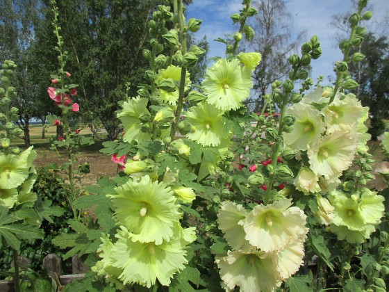 Stockros  
                                 
2019-07-10 v_0077  
Granudden  
Färjestaden  
Öland