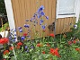                                 (2019-07-10 Blommor_0009)