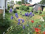                                 (2019-07-10 Blommor_0012)