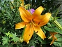                                 (2019-07-10 Liljor_0191)