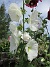                                 (2019-07-10 Stockros_0114)
