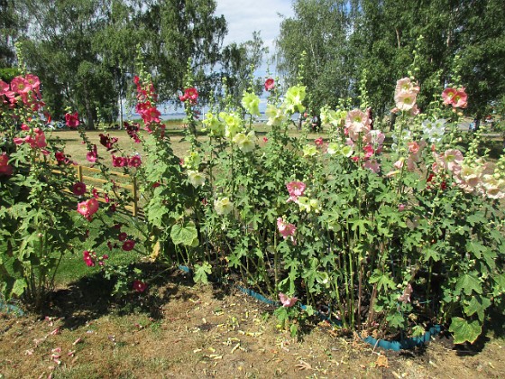 Stockros  
                                 
2019-07-17 Stockros_0026  
Granudden  
Färjestaden  
Öland