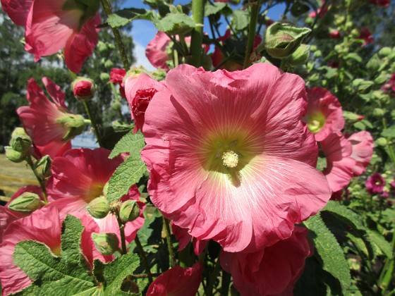 Stockros  
                                 
2019-07-17 Stockros_0028  
Granudden  
Färjestaden  
Öland