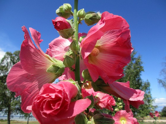 Stockros  
                                 
2019-07-17 Stockros_0029  
Granudden  
Färjestaden  
Öland