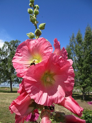 Stockros  
                                 
2019-07-17 Stockros_0030  
Granudden  
Färjestaden  
Öland