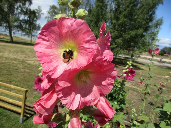 Stockros  
                                 
2019-07-17 Stockros_0031  
Granudden  
Färjestaden  
Öland