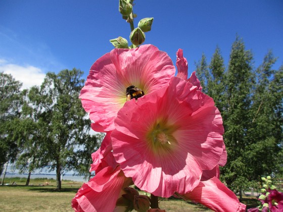 Stockros  
                                 
2019-07-17 Stockros_0032  
Granudden  
Färjestaden  
Öland