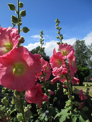 Stockros  
                                 
2019-07-17 Stockros_0034  
Granudden  
Färjestaden  
Öland