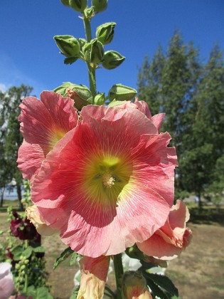 Stockros  
                                 
2019-07-17 Stockros_0037  
Granudden  
Färjestaden  
Öland