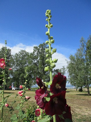 Stockros  
                                 
2019-07-17 Stockros_0038  
Granudden  
Färjestaden  
Öland