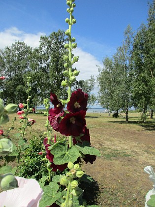 Stockros  
                                 
2019-07-17 Stockros_0039  
Granudden  
Färjestaden  
Öland