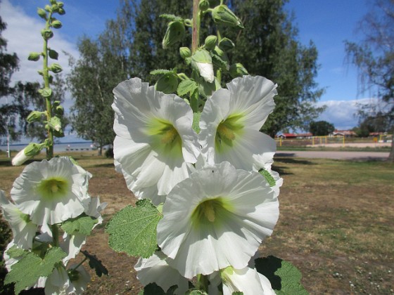 Stockros  
                                 
2019-07-17 Stockros_0044  
Granudden  
Färjestaden  
Öland