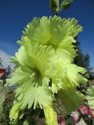 Stockros  
                                 
2019-07-17 Stockros_0047  
Granudden  
Färjestaden  
Öland