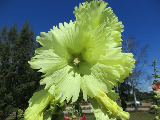 Stockros  
                                 
2019-07-17 Stockros_0049  
Granudden  
Färjestaden  
Öland