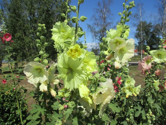 Stockros  
                                 
2019-07-17 Stockros_0051  
Granudden  
Färjestaden  
Öland