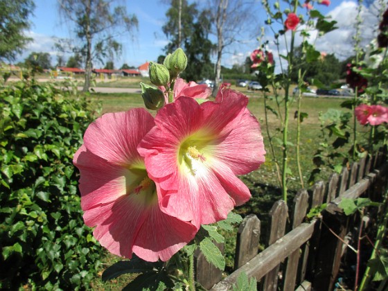 Stockros  
                                 
2019-07-17 Stockros_0055  
Granudden  
Färjestaden  
Öland