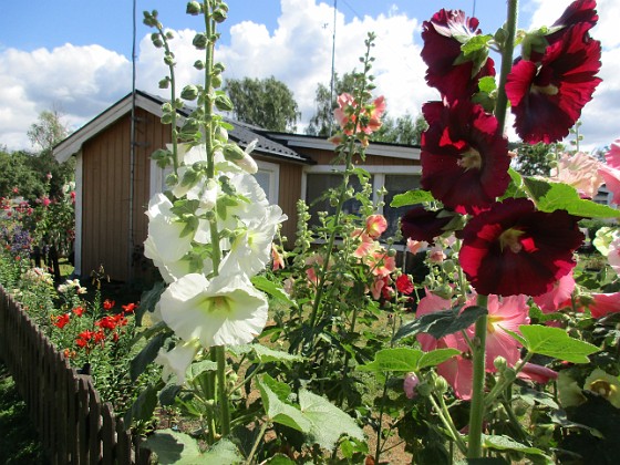 Stockros  
                                 
2019-07-17 Stockros_0060  
Granudden  
Färjestaden  
Öland