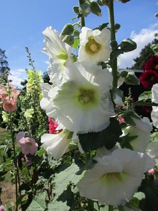 Stockros  
                                 
2019-07-17 Stockros_0062  
Granudden  
Färjestaden  
Öland