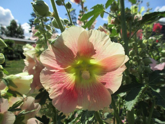 Stockros  
                                 
2019-07-17 Stockros_0063  
Granudden  
Färjestaden  
Öland