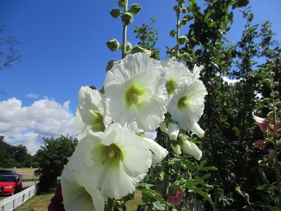 Stockros  
                                 
2019-07-17 Stockros_0072  
Granudden  
Färjestaden  
Öland