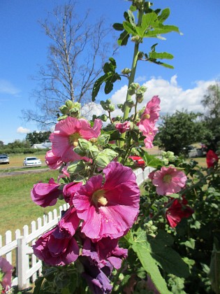 Stockros  
                                 
2019-07-17 Stockros_0073  
Granudden  
Färjestaden  
Öland