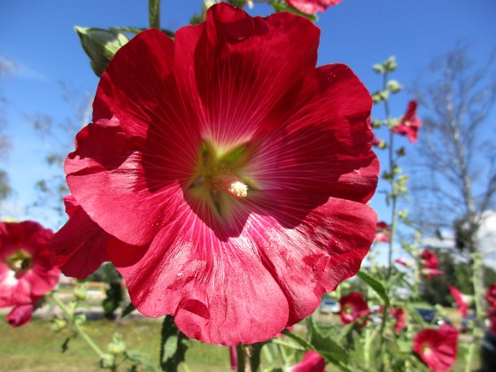 Stockros  
                                 
2019-07-17 Stockros_0075  
Granudden  
Färjestaden  
Öland